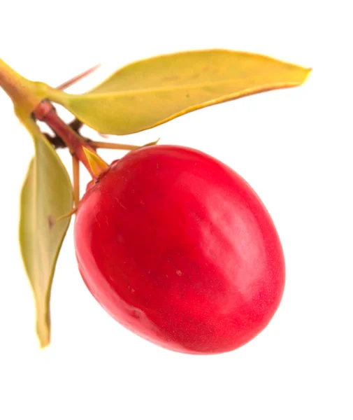 Natal Δαμάσκηνο Carissa Macrocarpa Ώριμα Κόκκινα Βρώσιμα Φρούτα Παραδοσιακό Φυτό — Φωτογραφία Αρχείου