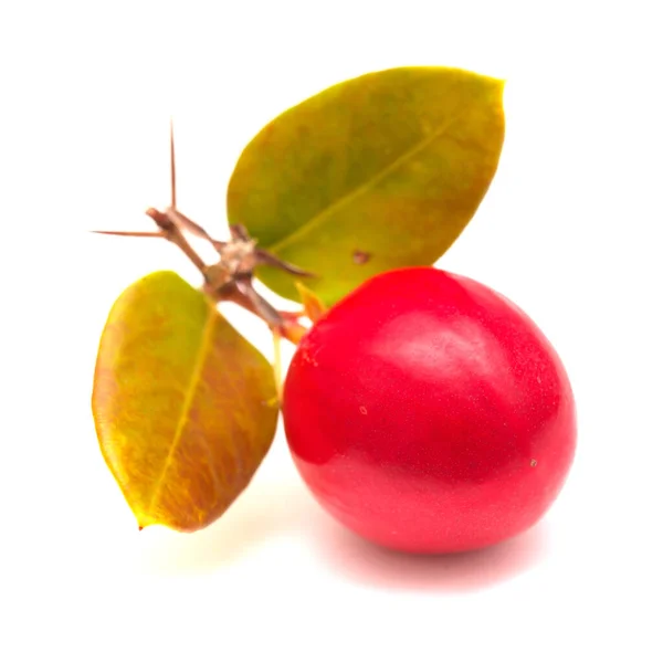Ciruela Natal Carissa Macrocarpa Fruta Roja Comestible Madura Planta Alimenticia — Foto de Stock