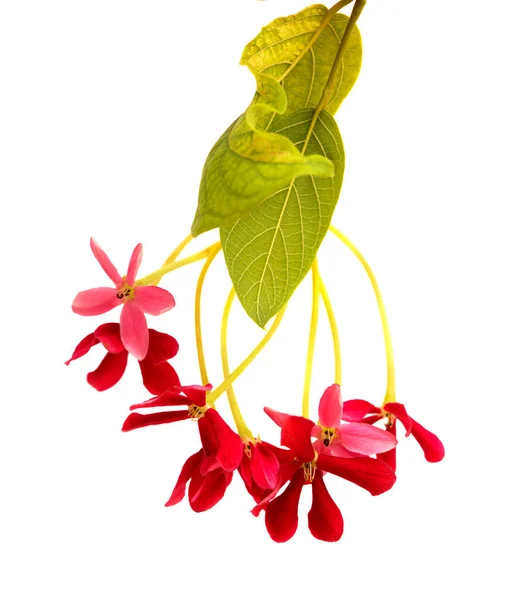 Combretum Indicum Kinesiska Kaprifol Blommor Isolerade Vit — Stockfoto