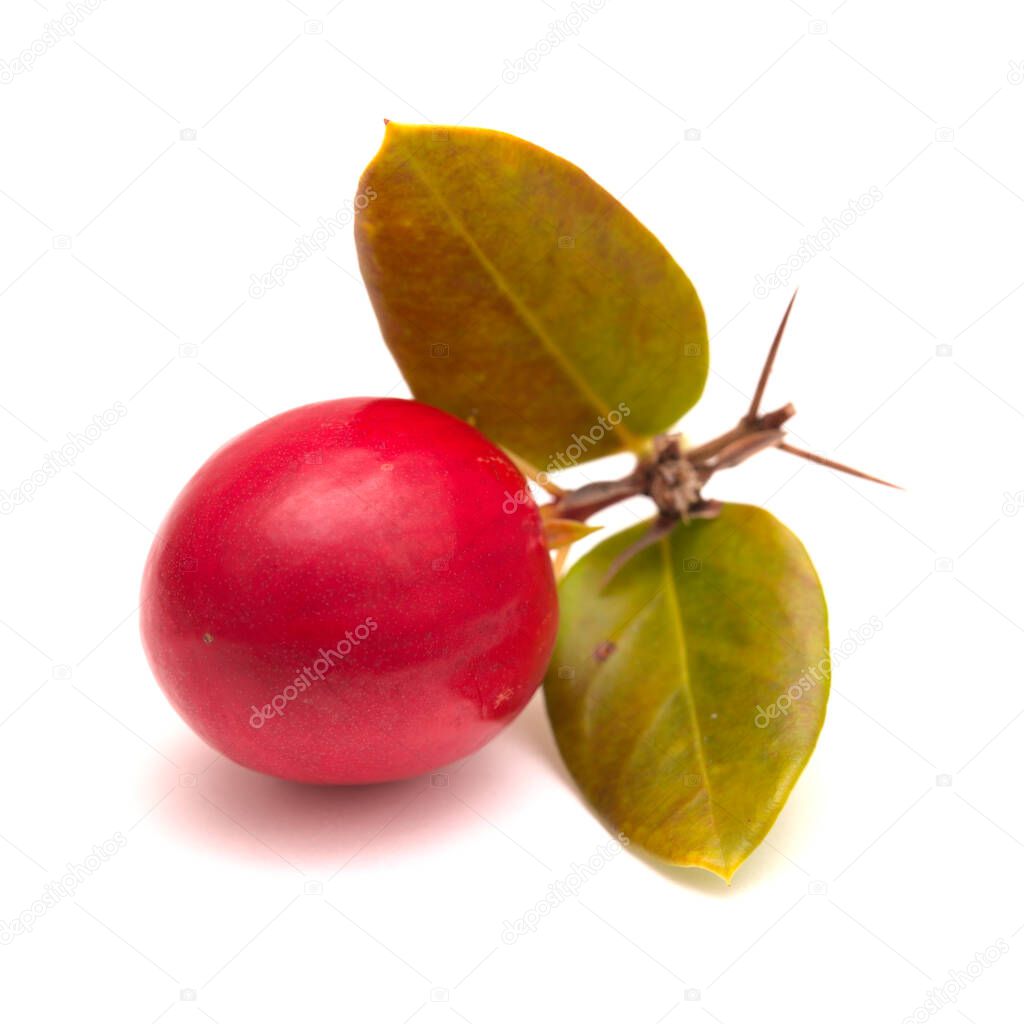 Natal plum, Carissa macrocarpa ripe red edible fruit, traditional food plant in Africa