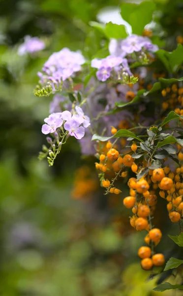 紫色花朵 白边杜兰塔直立 鸽子浆果 — 图库照片