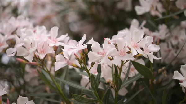 Fond Oléandre Rose Pâle Fleurs — Photo