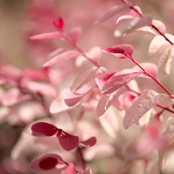 Breynia Disticha Růžové Pestrobarevné Listí — Stock fotografie