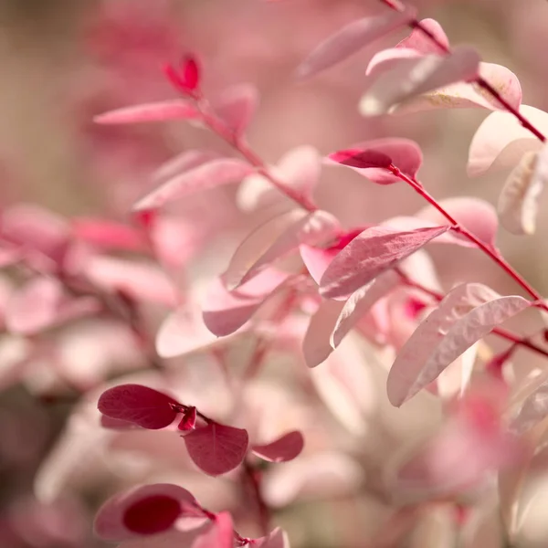 Breynia Disticha Rosa Folhagem Variegada — Fotografia de Stock