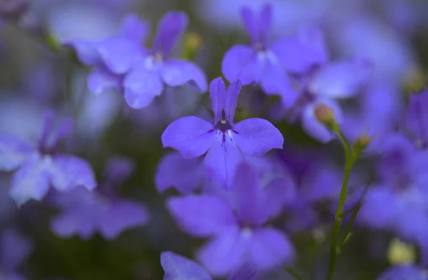 Blühende Lobelien Natürlicher Makrohintergrund — Stockfoto