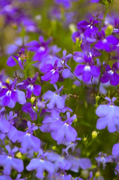 Flowering Lobelia Natural Macro Background — Stock Photo, Image