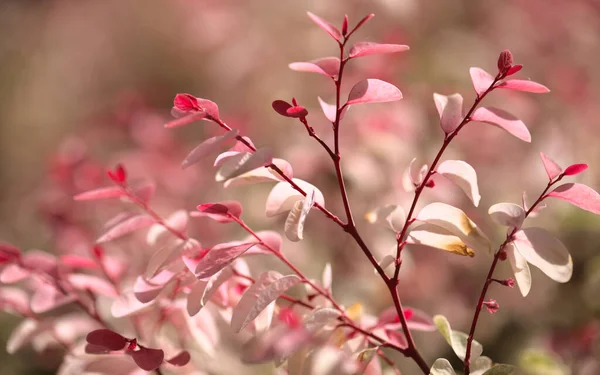 ブレニアディスティチャピンクの斑入りの葉 — ストック写真