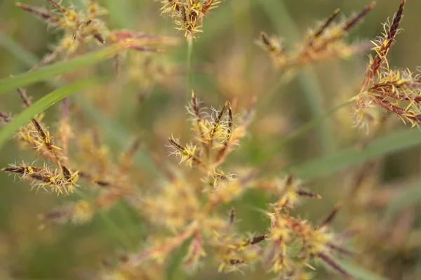 Fondo Floral Macro Con Hierbas Junco — Foto de Stock