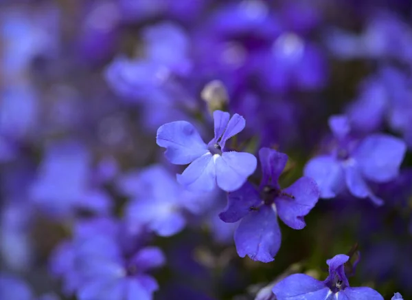 Florescimento Lobelia Fundo Macro Natural — Fotografia de Stock