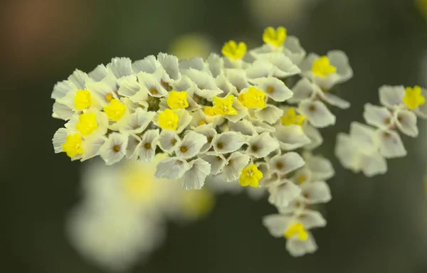 Limonyumun Sarı Çiçekleri Doğal Çiçek Arkaplanı — Stok fotoğraf