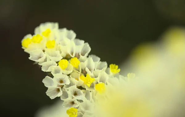 Żółte Kwiaty Limonium Naturalne Tło Kwiatowe — Zdjęcie stockowe