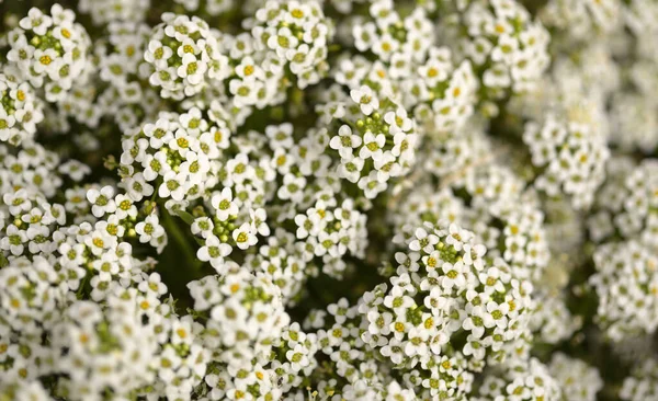 Pozadí Kvetoucí Bílou Lobularia Maritima — Stock fotografie