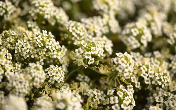 Hintergrund Mit Blühender Weißer Lobularia Maritima — Stockfoto