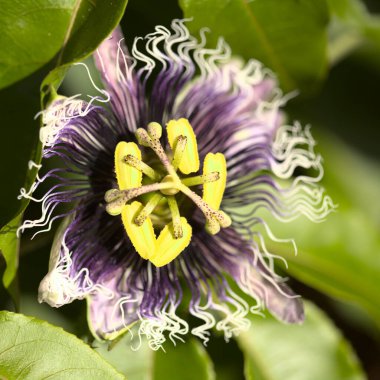 Beyaz arkaplanda yaprakları olan Passiflora çiçeği