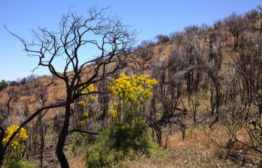 Gran Canaria, adanın orta kısmının manzarası, Las Cumbres, yani Zirveler, orman yangınında yavaş yavaş iyileşiyor. 