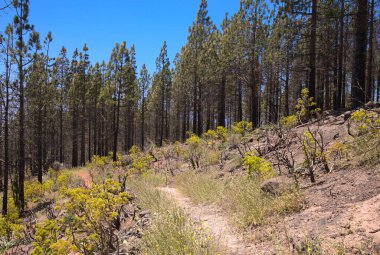 Gran Canaria, adanın orta kısmının manzarası, Las Cumbres, ie The Summits, Kanarya Çamları alevler içinde yanarak yavaşça iyileşiyor. 