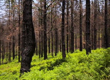 Gran Canaria, adanın orta kısmının manzarası, Las Cumbres, ie The Summits, Kanarya Çamları alevler içinde yanarak yavaşça iyileşiyor. 