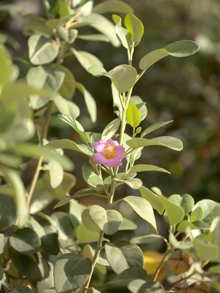 ラグナリア パターソンのピンクの花ピラミッドの木 — ストック写真