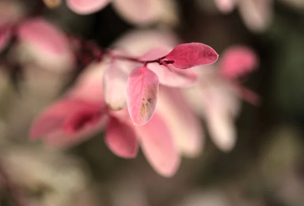 Breynia Disticha Růžové Pestrobarevné Listí — Stock fotografie