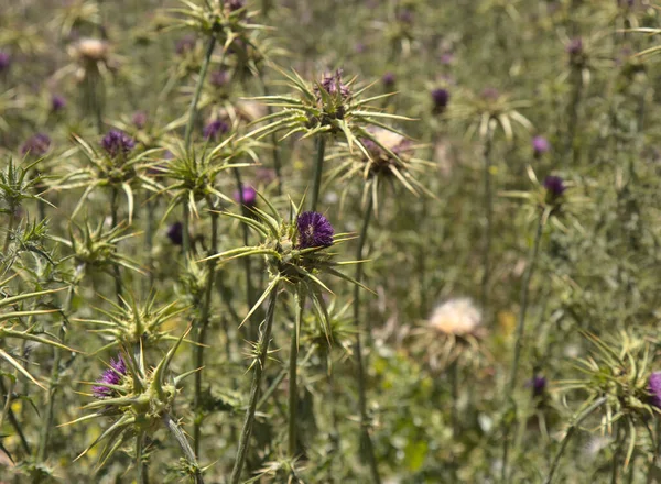 Flora Gran Canaria Silybum Marianum — Foto de Stock