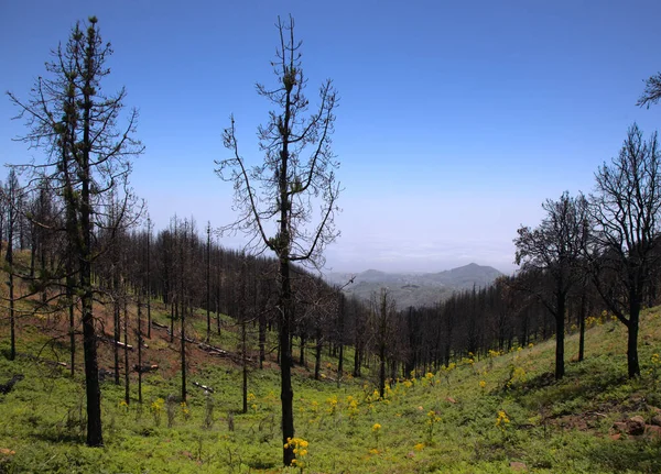 중앙에 카리아 Gran Canaria 컴퍼스 Las Cumbres Summitts 서서히 회복되는 — 스톡 사진