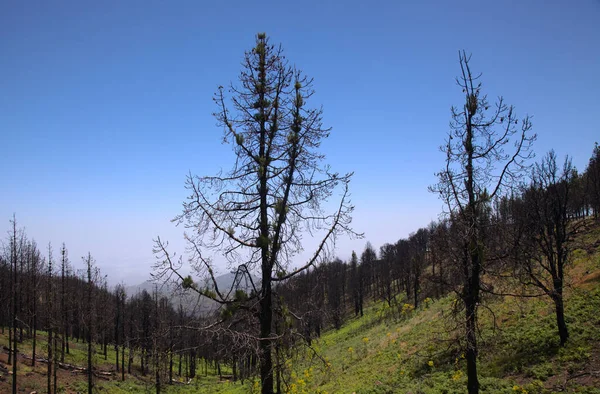 Gran Canaria Krajina Centrální Části Ostrova Las Cumbres Summity Hořel — Stock fotografie