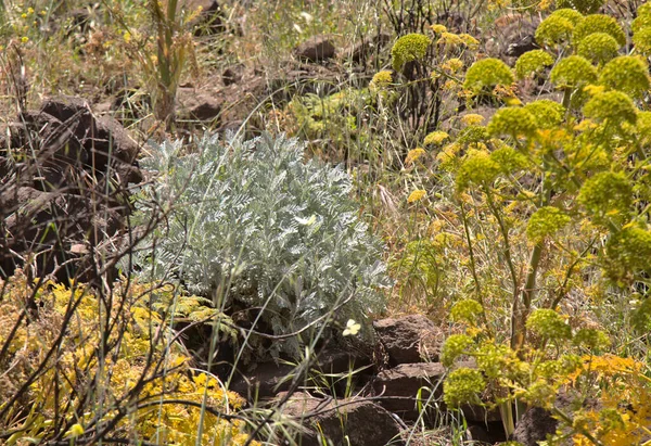 Flora Gran Canaria Gonospermum Ptarmiciflorum — Stockfoto