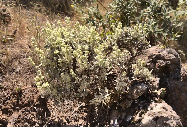 Flora Gran Canaria Sideritis Dasygnaphala Montaña Planta Medicinal Endémica Isla —  Fotos de Stock