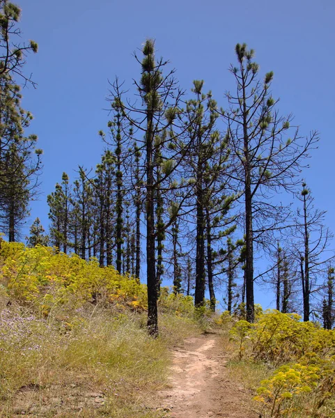 Gran Canaria Paysage Partie Centrale Île Las Cumbres Est Dire — Photo