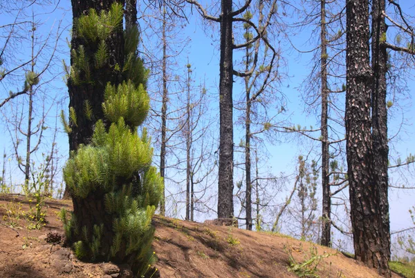 Kanárská Borovice Zotavuje Požáru Několik Měsíců Růstu — Stock fotografie