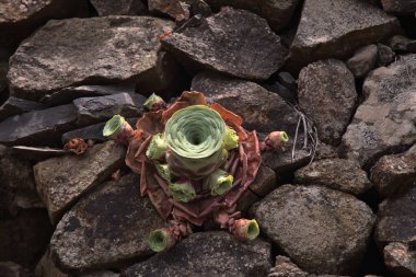Gran Canaria 'dan Flora - Aeonium aureum, Kanarya Adalarına özgü sulu bitki, yaz formunda, yapraklar sıkı bir rosette geri çekildi