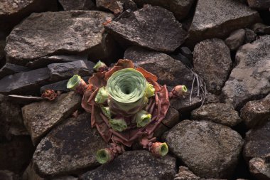 Flora of Gran Canaria - Aeonium aureum, succulent plant endemic to Canary Islands, in its summer form, leaves retreated into a tight rosette clipart