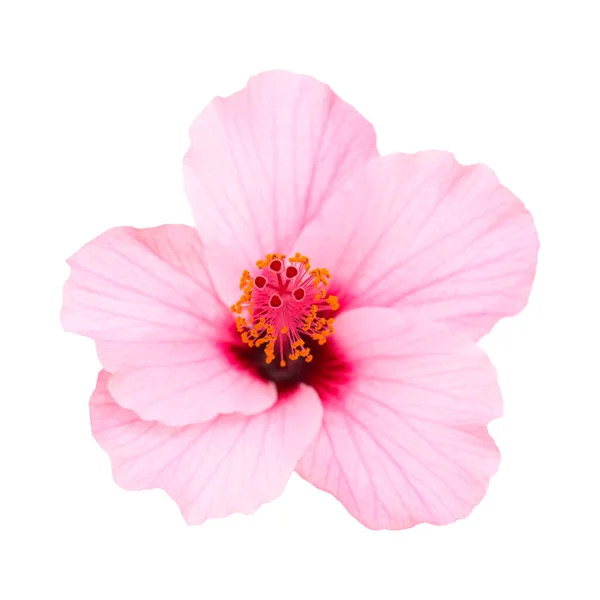 Fleur Hibiscus Rose Pâle Isolée Sur Blanc — Photo