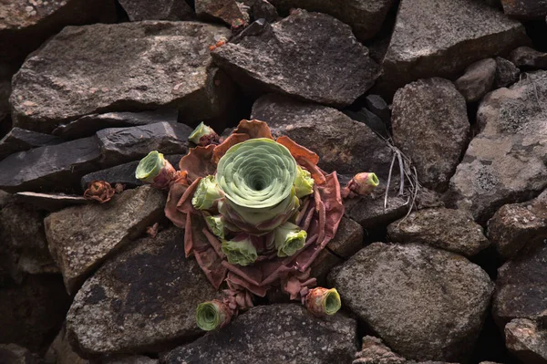 Gran Canaria 'dan Flora - Aeonium aureum, Kanarya Adalarına özgü sulu bitki, yaz formunda, yapraklar sıkı bir rosette geri çekildi