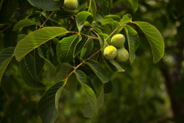 Gran Canaria 'dan Flora - olgun cevizli ceviz ağacı