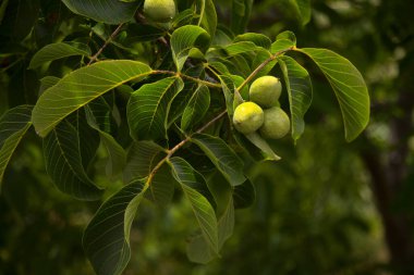 Flora of Gran Canaria - walnut tree with ripening walnuts clipart