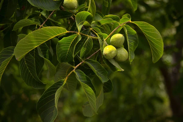 Flora of Gran Canaria - walnut tree with ripening walnuts