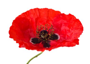 Gran Canaria 'dan Flora - tarla gelinciği beyaz üzerine izole edilmiş