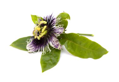 Beyaz arkaplanda yaprakları olan Passiflora çiçeği