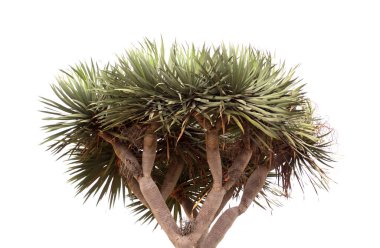 Gran Canaria 'dan Flora - Dracaena draco, Kanarya Adaları Ejderha Ağacı, beyaz arka planda izole