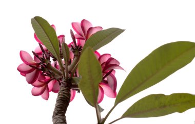 Pembe Frangipani çiçek kümesi beyaza izole edilmiş. 