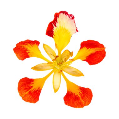 Alev ağacı çiçekleri Delonix rejimi beyaz üzerine izole 