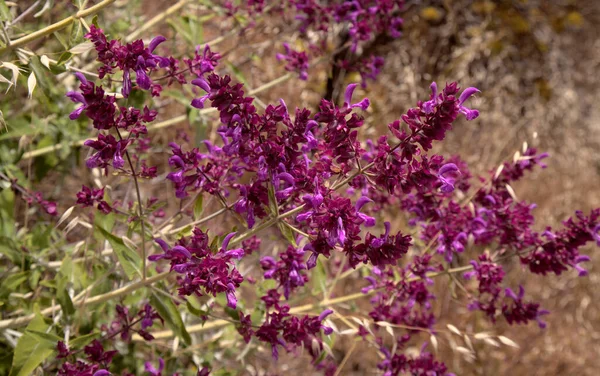 Флора Гран Канария Salvia Canariensis Цветущая Летом Канарах — стоковое фото