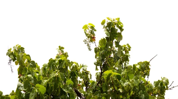 Tanaman Anggur Vitis Vinifera Terisolasi Atas Putih — Stok Foto