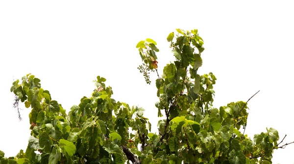 Wijnstokken Vitis Vinifera Geïsoleerd Wit — Stockfoto