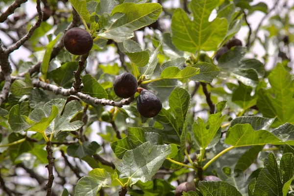 Gran Kanarya Tarım Olgunlaşan Meyvelerle Dolu Incir Ağacı Dalları — Stok fotoğraf