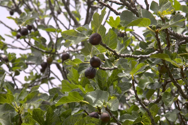 Agriculture Gran Canaria Branches Figuier Pleines Fruits Mûrs Mûrs — Photo