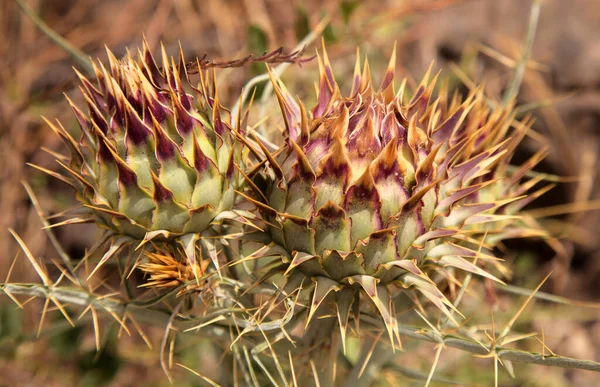 Flora Van Gran Canaria Wilde Kardoon Cynara Cardunculus Artisjokdistel Groeiend — Stockfoto