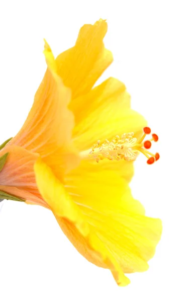 Flor Hibisco Amarelo Com Centro Vermelho Escuro Isolado Branco — Fotografia de Stock