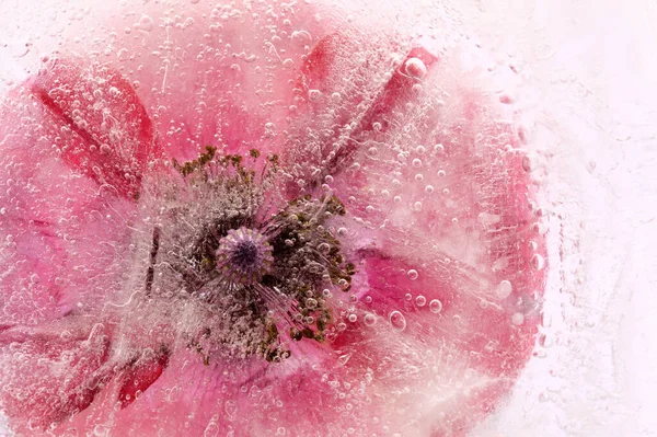 Fleur Pavot Congelée Dans Bloc Glace — Photo